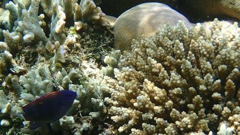 Молодая особь помацентруса пестрого с неоновыми полосами у ветвистого коралла