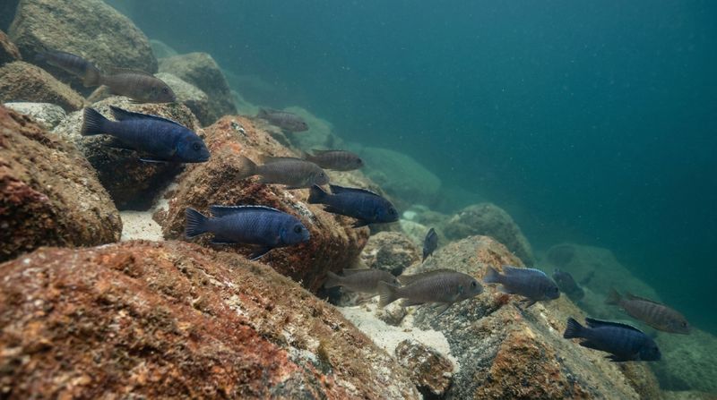 Группа Pseudotropheus fuscus держится у покрытых обрастаниями камней в скальном биотопе озера Малави