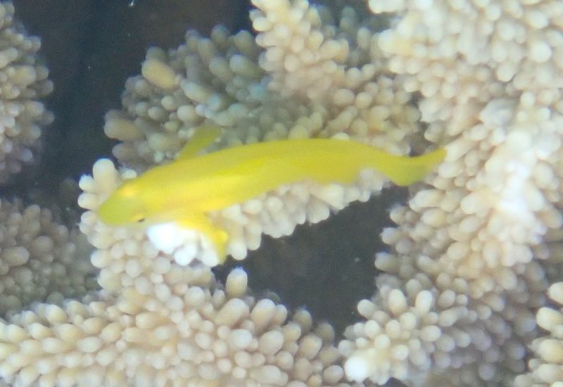 Гобиодон окинавский на кусте коралла Acropora