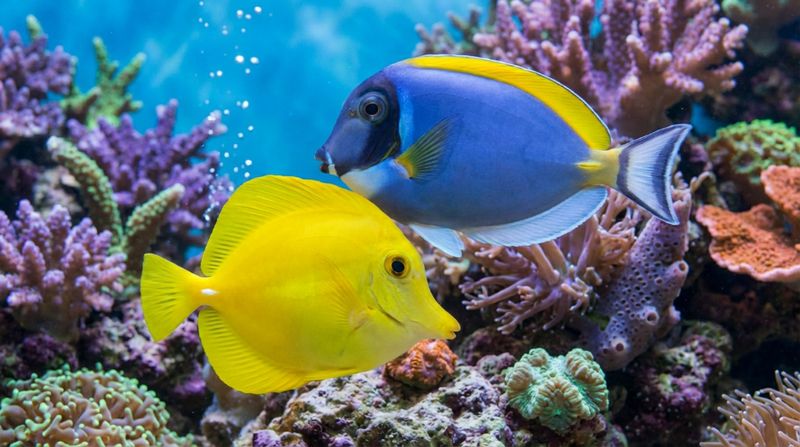 Популярные морские рыбы: голубой хирург и желтая зебрасома плавают вместе, совместимость рыб в рифовом аквариуме