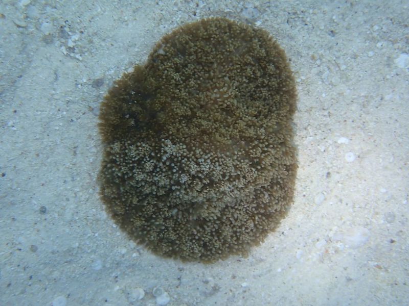 Особь родактиса Rhodactis rhodostoma с выраженными рельефными выростами у берегов Фиджи