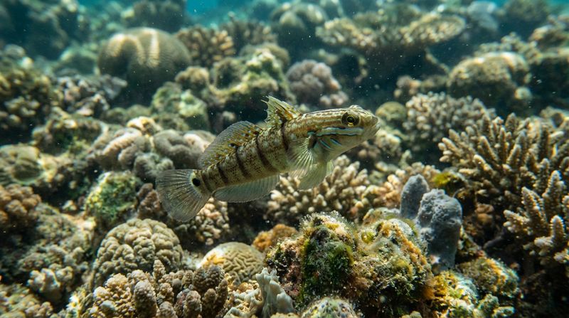 Бабочковый бычок (Amblygobius albimaculatus) плавает на фоне рифа. Красивая рыбка для морского аквариума, крупный план