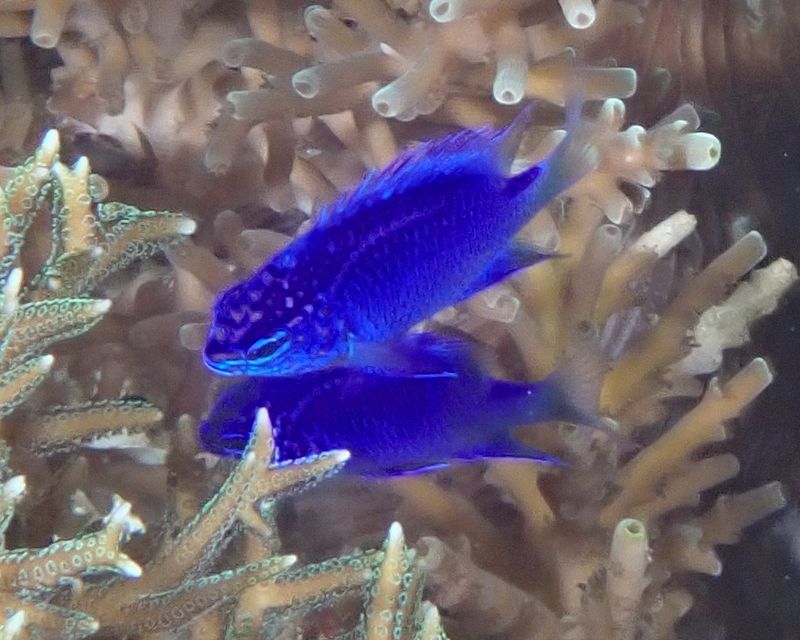 Взрослые особи хризиптеры Шпрингера (Chrysiptera springeri) крупным планом