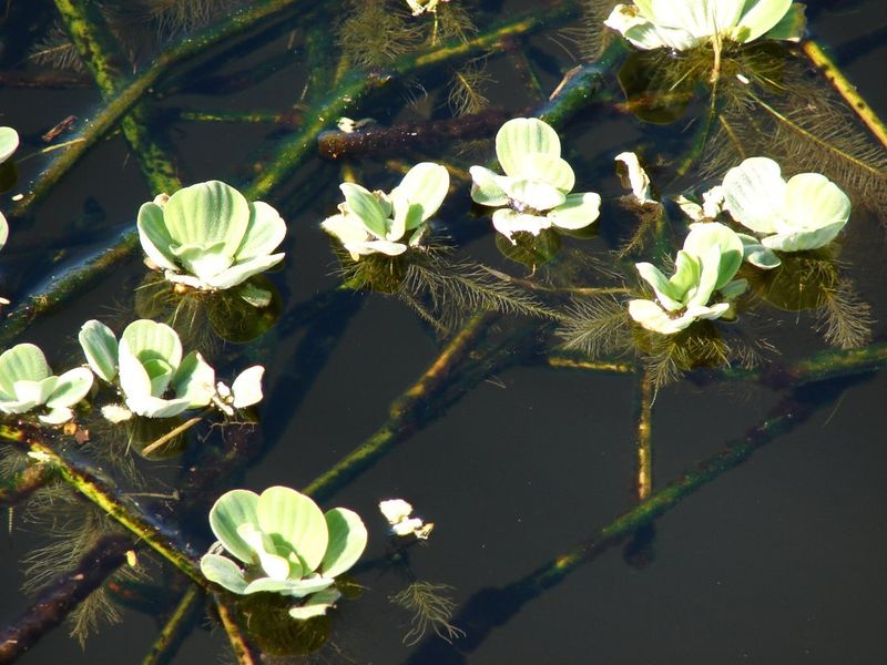 Пистия телорезовидная (Pistia stratiotes) - естественный биотоп на спокойном мелководье