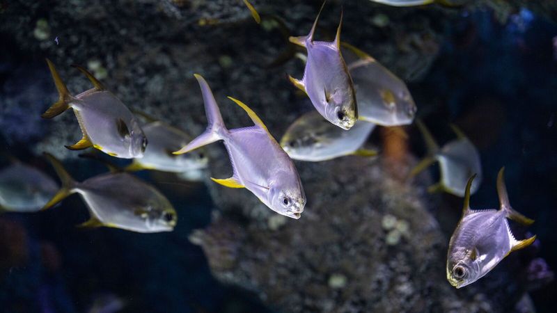 Отказ от корма у одной рыбки в стайке – частый повод для тревоги у новичков, хотя причина обычно проще, чем кажется