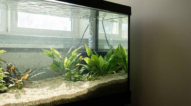 Кристально прозрачная вода является ключевым фактором для процветания аквариумной среды