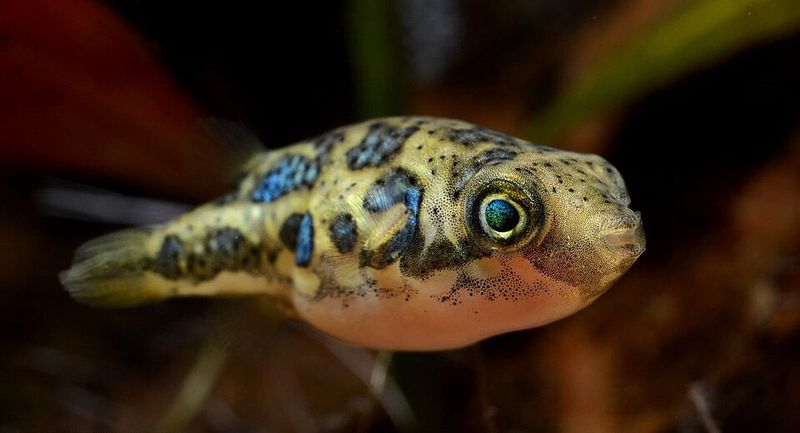 Карликовый тетраодон Carinotetraodon travancoricus в аквариуме с характерной пятнистой окраской тела