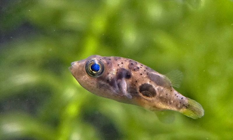 Карликовый тетраодон Carinotetraodon travancoricus сбоку с округлым телом и тёмными пятнами