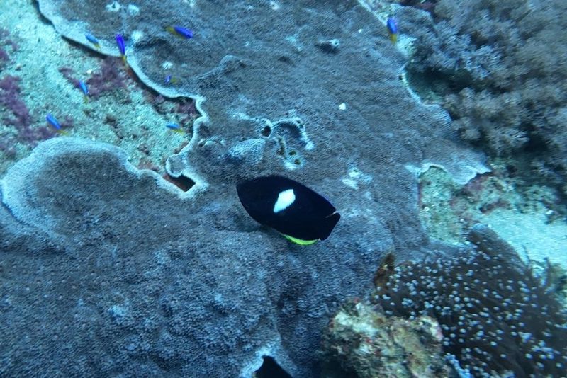Центропиг в чистой воде над рифовой плитой