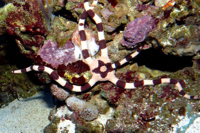 Внешний вид Ophiolepis superba: гладкие щитки центрального диска и контрастное кольчатое чередование сегментов лучей