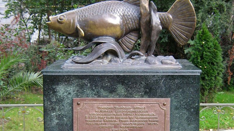 Памятник гамбузии в Адлере – рыбку завезли в 1925 году истреблять личинок малярийного комара – не как питомца для дома. С 1956 года малярии в районе не регистрировали