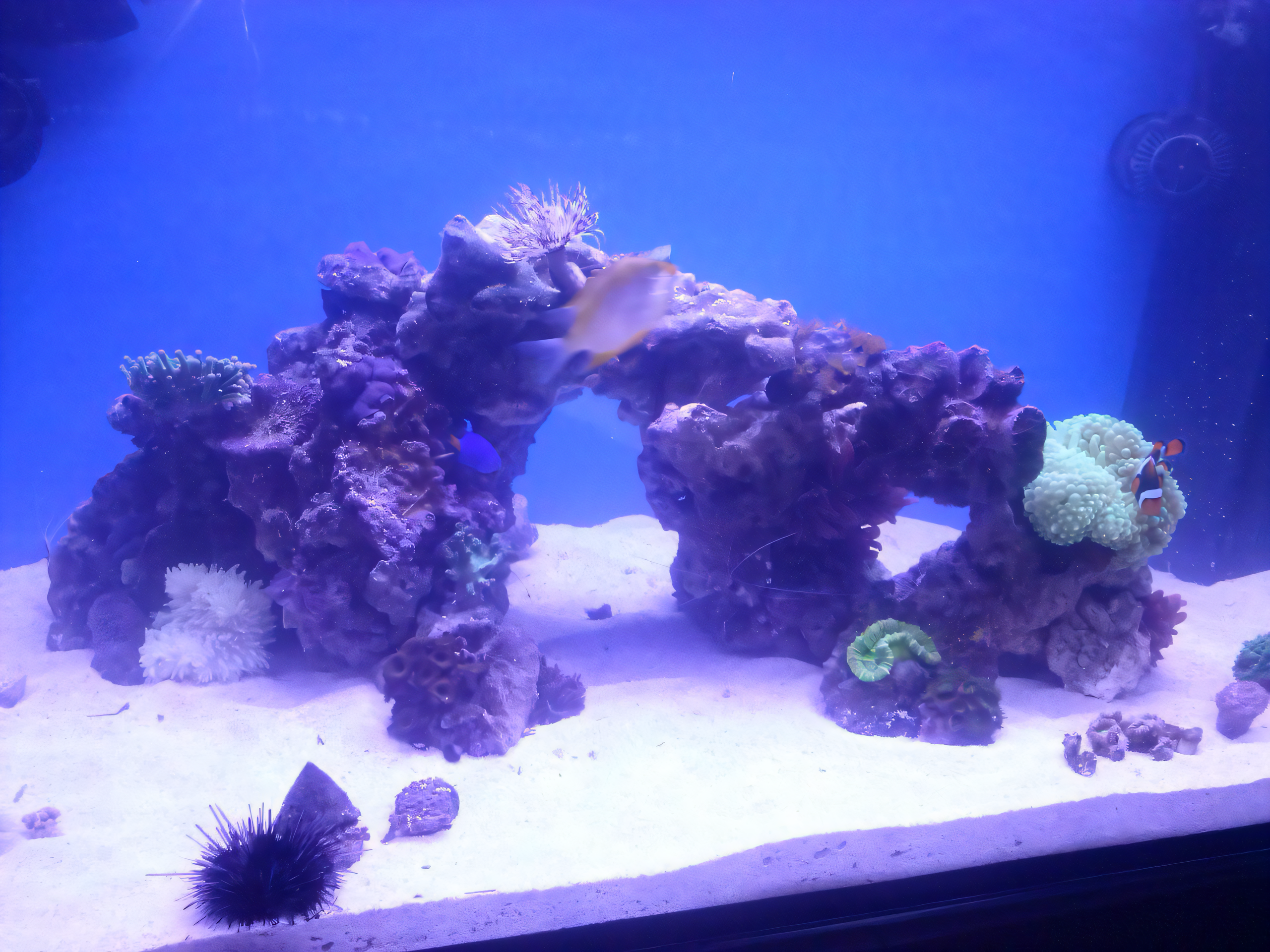 С чего начался морской аквариум Elos System 120 Marine