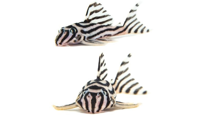 Взрослый гипанциструс зебра Hypancistrus zebra L046 сбоку с характерными чёрно-белыми полосами