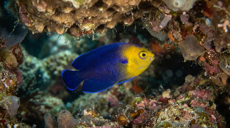 Морская рыба Херувим осторожно выглядывает из-под массивного каменистого козырька в рифовой расщелине на глубине