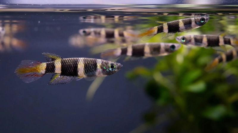 Небольшая стайка эпиплатисов у кромки воды