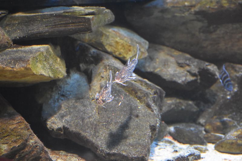 Синодонтисы-кукушки (Synodontis multipunctatus) в каменистом танганьикском биотопе рядом с полосатой придонной цихлидой у расщелины скал