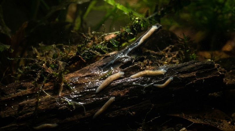 Водные плоские черви на разлагающейся древесной структуре