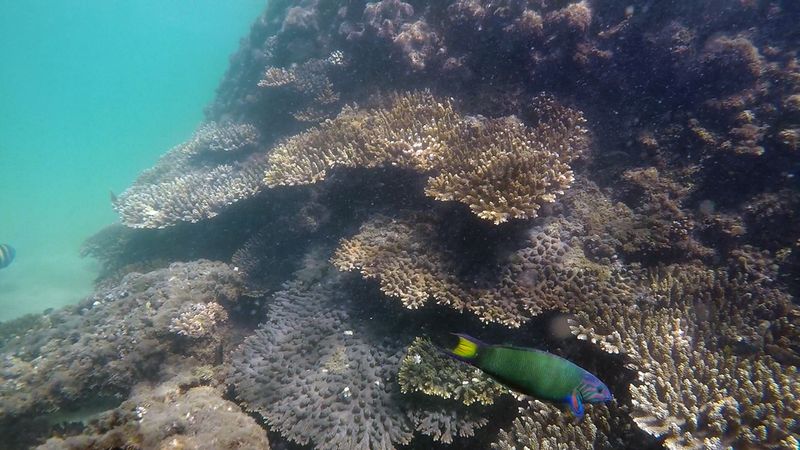 Лунная талассома (Thalassoma lunare) патрулирует мелководный коралловый склон среди зарослей ветвистой акропоры