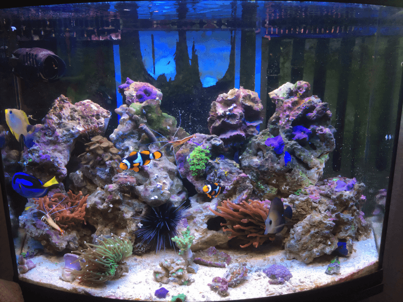 Aquael ReefMax