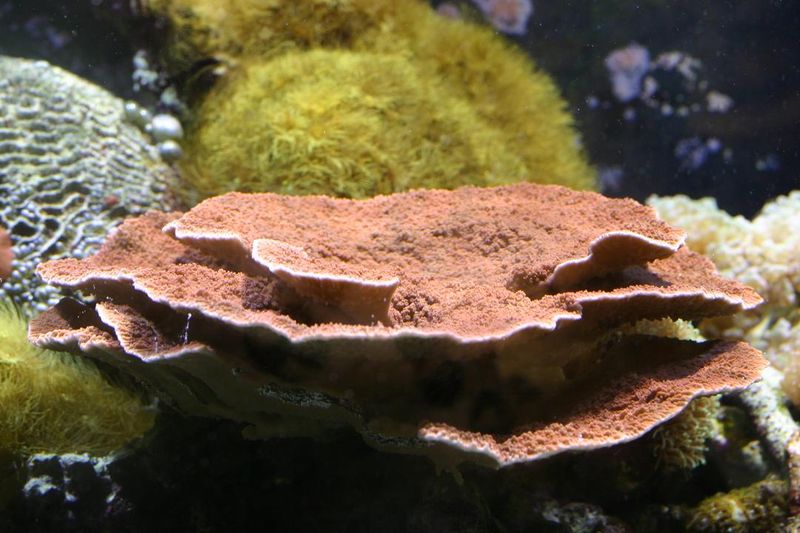 Флуоресцирующая зеленая колония Montipora с бугорчатой поверхностью под актиничным освещением