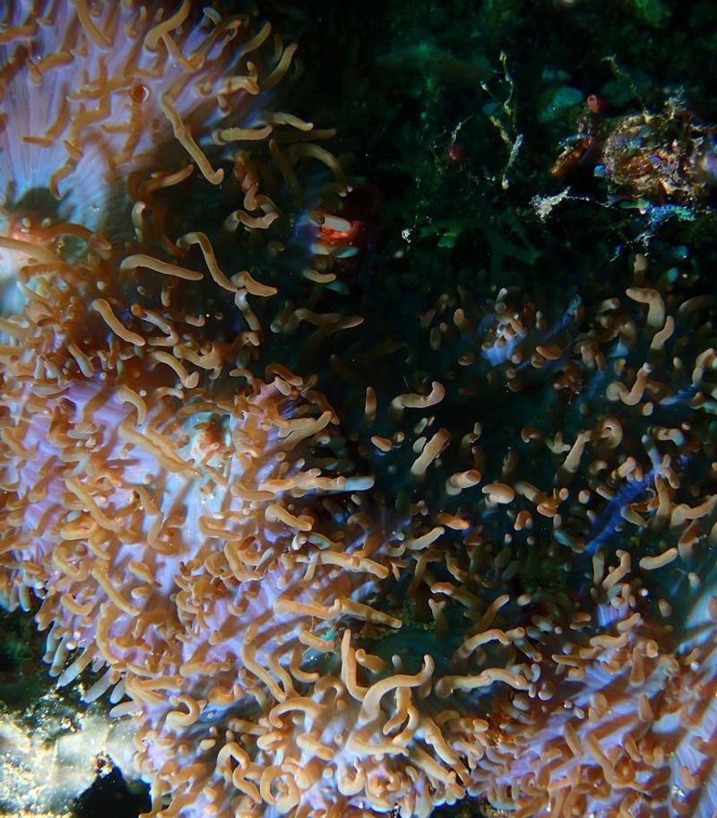 Коралломорф Rhodactis rhodostoma на каменистом рифовом плато Филиппин