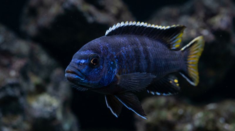 Малавийская цихлида Pseudotropheus elegans крупным планом без выраженных полос на теле