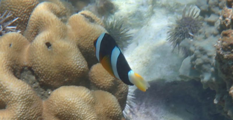 Клоун Кларка (Amphiprion clarkii) среди рифовых беспозвоночных в естественной среде обитания