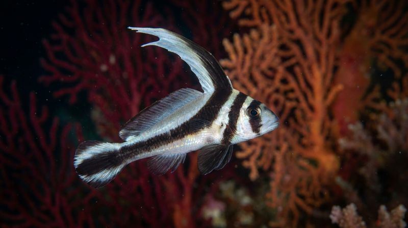 Питание морской рыбы-ножа. Плотоядный микрохищник Eques lanceolatus на фоне красных водорослей ищет мелких ракообразных