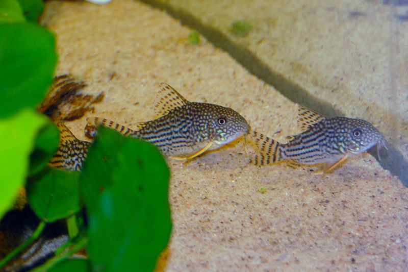 Коридорас Штерба (Corydoras sterbai) активно обследует придонный песчаный слой перед передним стеклом аквариума