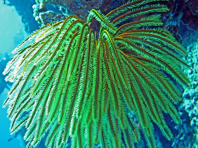Oxycomanthus bennetti (современный вид, для сравнения)