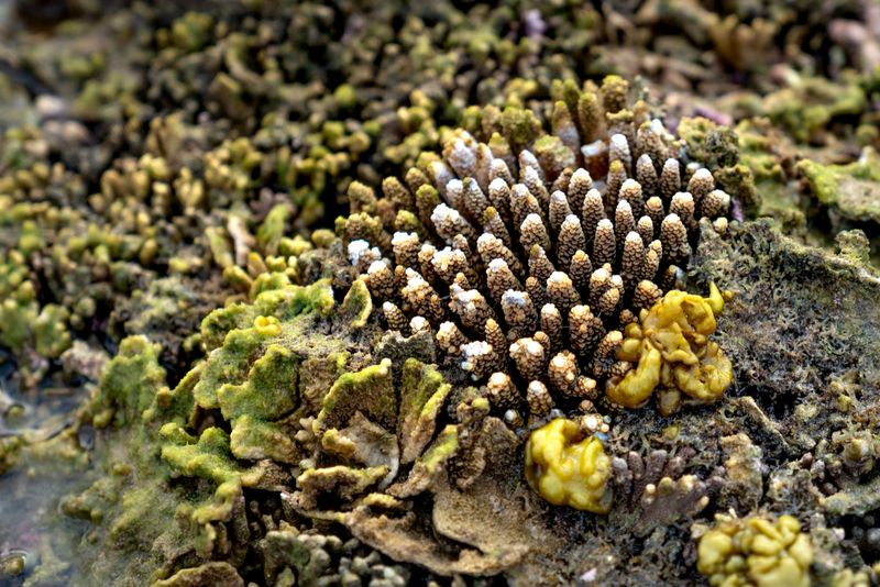 Жёсткий коралл рода Acropora на рифе (иллюстративное фото, не момент нереста