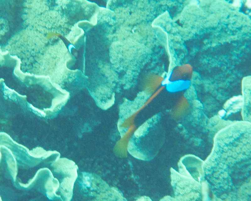 Группа клоунов меланопусов (Amphiprion melanopus) разного возраста над каменистым рифовым субстратом
