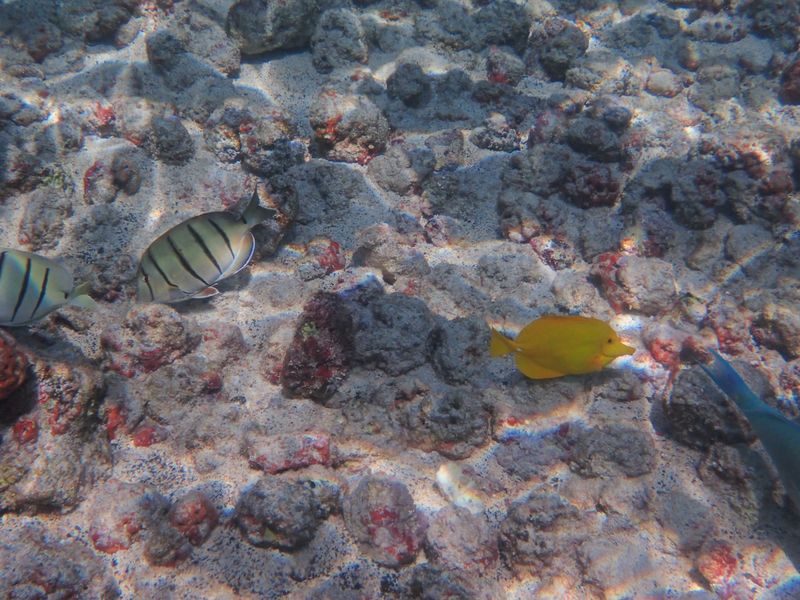 Желтая зебрасома (Zebrasoma flavescens) кормится на естественном мелководье по соседству с полосатыми хирургами (Acanthurus triostegus).