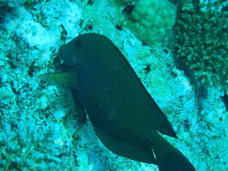 Ctenochaetus striatus патрулирует придонный участок рифа с чистой морской водой в естественной среде обитания
