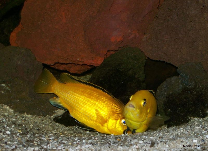 Пара жёлтых Labidochromis caeruleus во время нерестового поведения среди камней и песчаного грунта
