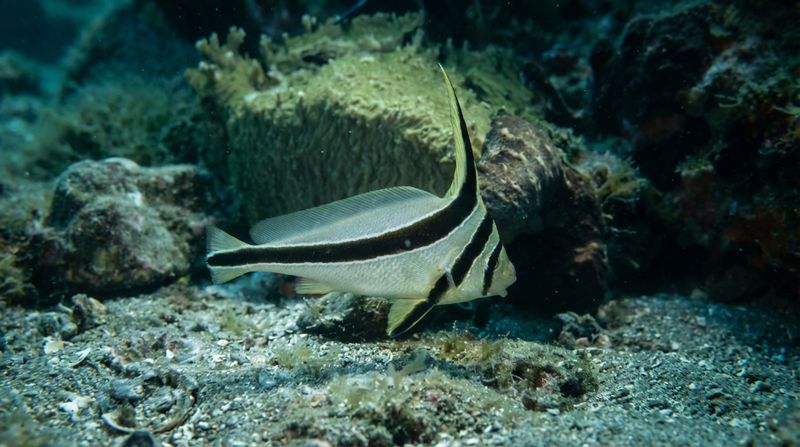 Среда обитания морской рыбы-ножа. Eques lanceolatus у песчаного дна на глубине, прячется около морских губок и кораллов