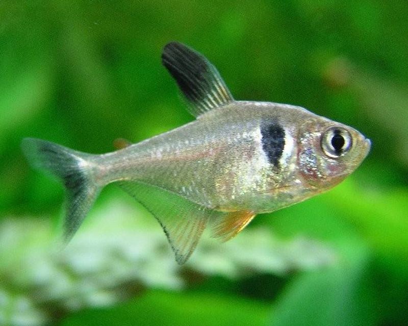 Самка чёрного фантома Megalamphodus megalopterus со светлым телом и красноватыми плавниками