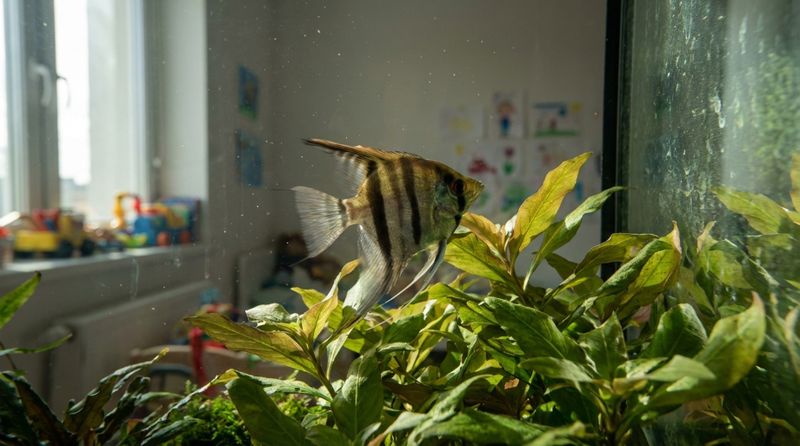 Pterophyllum scalare среди погруженных гидрофитов акваскейпа