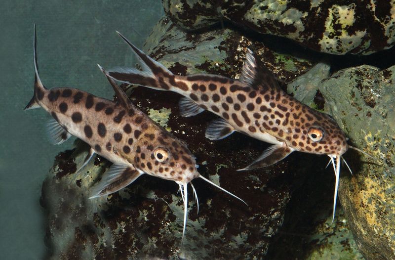 Две особи сомов группы Synodontis multipunctatus / S. grandiops отдыхают на замшелом скальном субстрате: хорошо заметны крупные глаза и длинные нижнечелюстные усики