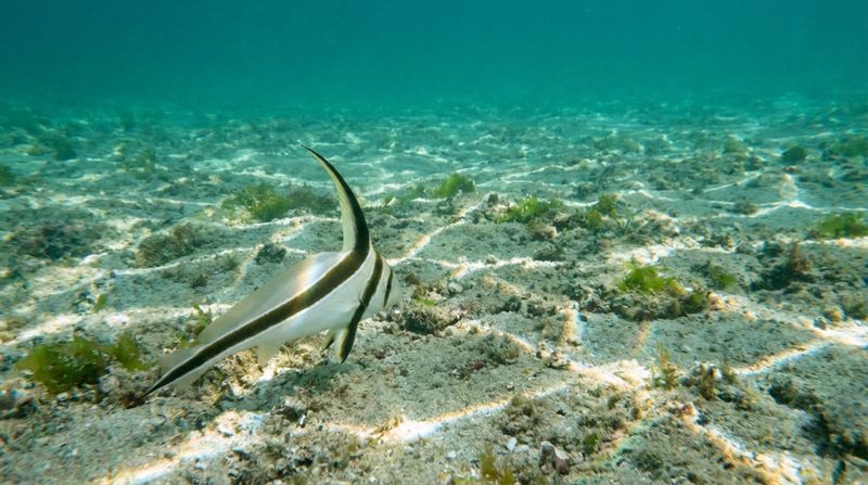 Пелагическое размножение морской рыбы-ножа. Eques lanceolatus плывет над песчаным дном в бирюзовой воде открытого океана