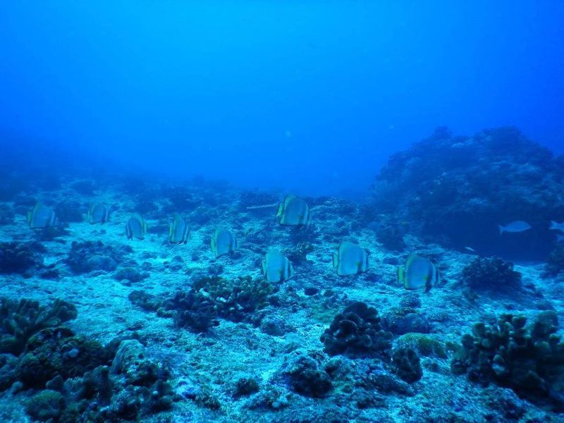 Стая взрослых особей Platax pinnatus над коралловым плато на внешнем рифе