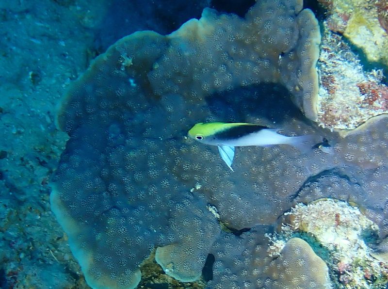 Хризиптера Ролланда (Chrysiptera rollandi) над коралловой колонией на склоне рифа
