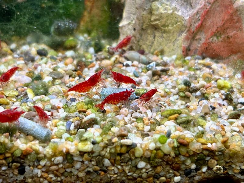 Постоянный доступ к корму – не разовая подкормка, а фон, на котором колония чувствует себя достаточно сытой, чтобы тратить ресурс на размножение