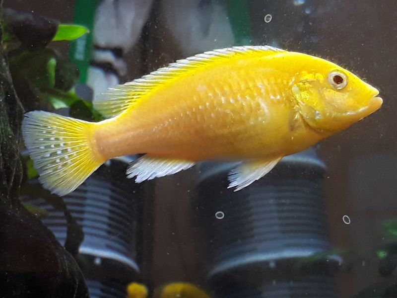 Самка жёлтой формы Labidochromis caeruleus крупным планом в домашнем пресноводном аквариуме сбоку