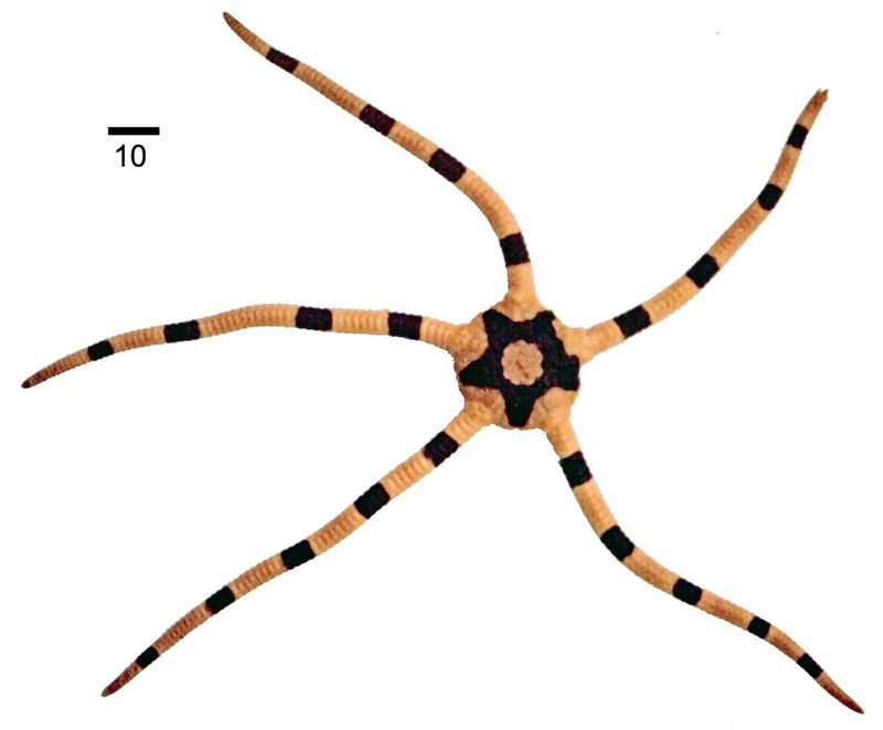 Микроморфология Ophiolepis superba: детальное строение спинных щитков, боковых пластинок и известковых позвонков луча
