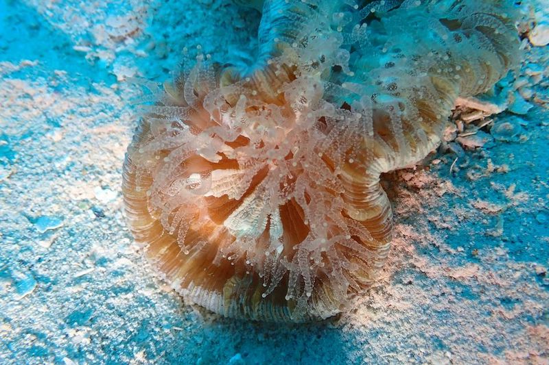 Радиальные ловчие щупальца трахифиллии Жоффруа (Trachyphyllia geoffroyi) вокруг орального поля на песчаном грунте лагуны Матаги, Фиджи
