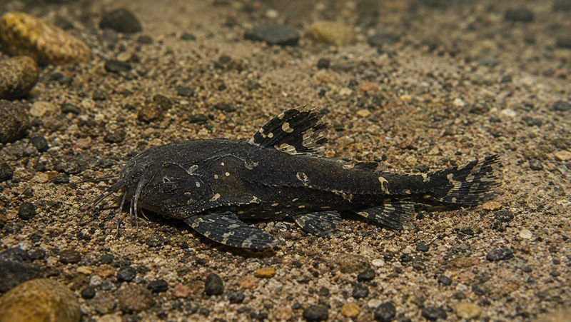 Звёздчатый сом сливается с пестрым каменистым дном водоема благодаря своему темно-коричневому пятнистому защитному окрасу