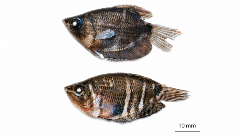 Самка и самец Sphaerichthys osphromenoides с подтверждённым исследованием полом