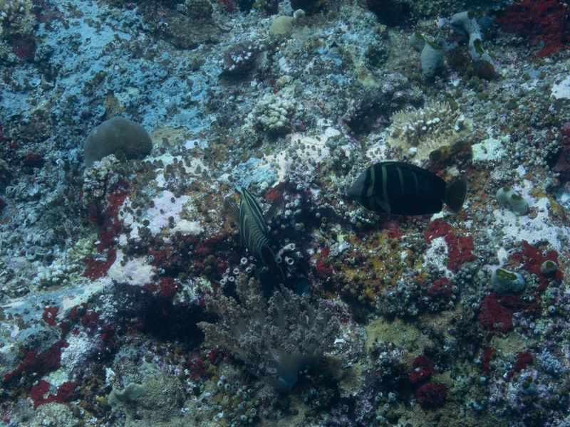 Зебрасома парусная чернополосая и хирург Acanthurus обследуют рифовые камни