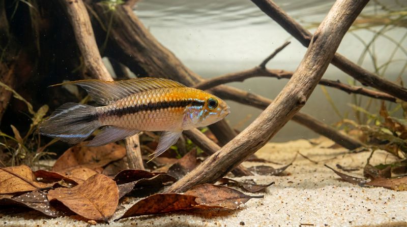 Самец Apistogramma gephyra с голубыми отметинами, тёмной боковой полосой и вытянутыми плавниками среди коряг